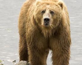 Dr. Fiona McAllister