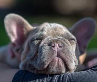 Dr. Fiona McAllister